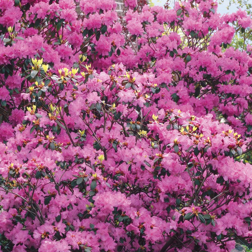 Spring's Showstoppers